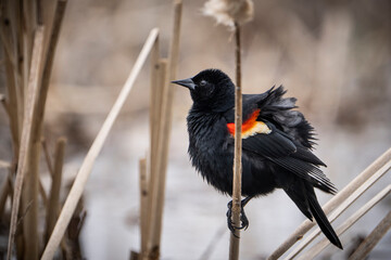 A red-winged blackbird puffing up its feathers on a cold rainy day.