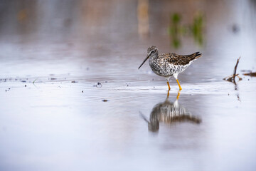 Greater Yellowlegs hunting for food on the shoreline of a St. Lawrence River.