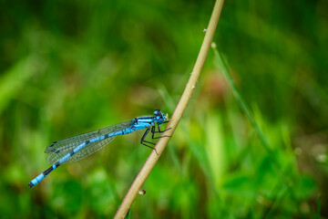 A bluet damselfly perched on pond vegetation.