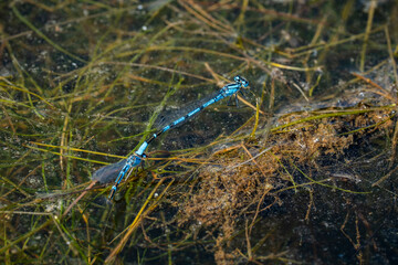 A pair of bluet damselflies mating at the surface of a pond.