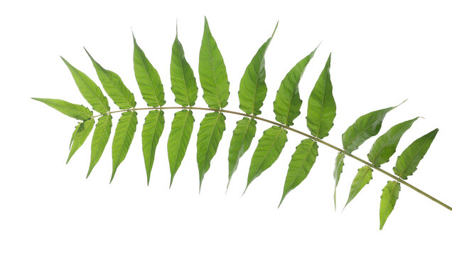 Tree of heaven branch with leaves isolated on white background, clipping path, Ailanthus altissima