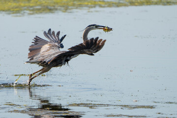 A great blue heron hunting for fishes in a marsh along the St. Lawrence River.