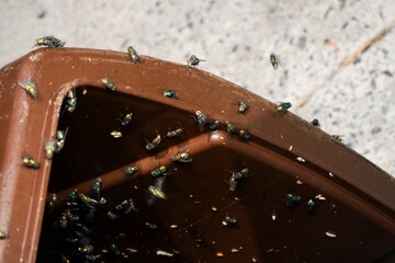 Compost bin infested by green bottle flies..
