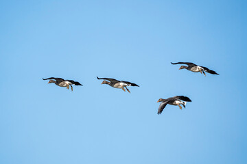 Four greylag geese (Anser anser) flying against a clear blue sky. The geese spread their wings, their legs hanging, showcasing natural coordination during migration.