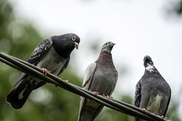 Three pigeons perched on a wire outdoors. Urban wildlife scene with three pigeons interacting while sitting on a cable in a green background.