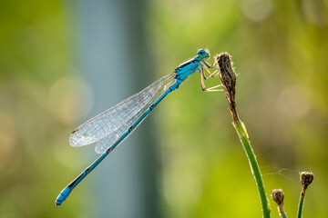 A bluet damselfly perched on pond vegetation.