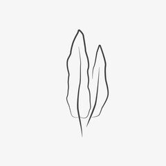 Hand drawn sorrel, sketch. Herb, spice, ingredient for meal. Vector	