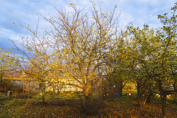 Fototapeta premium Golden autumn in the garden. Harvesting. Preparing for the winter season in the vegetable garden. Yellow foliage. Rustic natural fall garden. Background with copyspace.