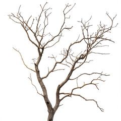 Obraz premium Dried tree branches with intricate patterns against a stark transparent background showcasing the beauty of nature's stillness, dry tree branches on transparent backgroundfile