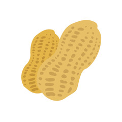 pod of the peanut pair food nut vector illustration