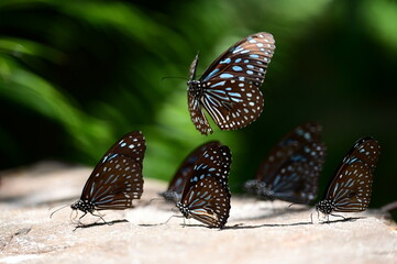 butterfly on the ground