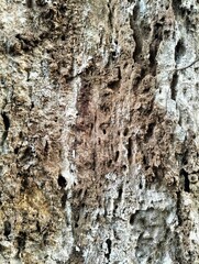 bark of a tree