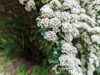 Beauty: Blossoms in the Botanical Garden