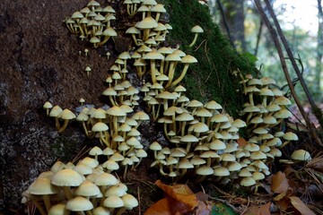 several groups of white mushrooms on a tree in bavarian autumn forest
