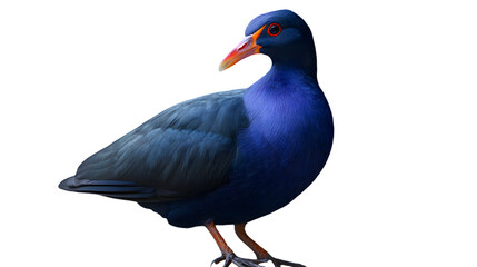 Fototapeta premium Purple Gallinule Bird, on Transparent PNG Background, Photo Realistic, Wallpaper, Cover and Screen for Smartphone, PC, Laptop, Transparent PNG