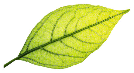 Obraz premium Close-up of a bright green leaf isolated on transparent background
