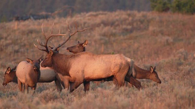 Elk harem in Yellowstone as bull walks in slow motion during the rutting season.