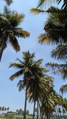 Obraz premium palm trees on the sky