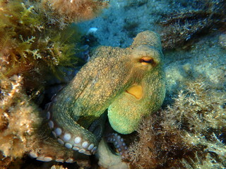 Common octopus (Octopus vulgaris) hunting, Aegean Sea, Greece, Halkidiki, Pirgos beach