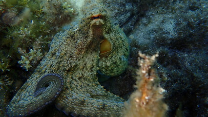 Common octopus (Octopus vulgaris) hunting, Aegean Sea, Greece, Halkidiki, Pirgos beach