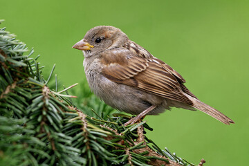 Weiblicher Spatz am Nadelbaum