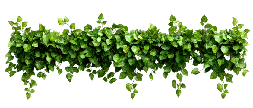 Green foliage garland isolate on transparent background, horizontal, png, cutout