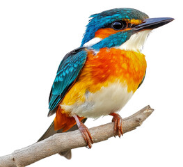 Fototapeta premium Colorful kingfisher perched on a branch in nature isolated on transparent background