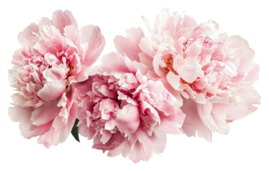 Blooming pink peonies create vibrance isolated on transparent background