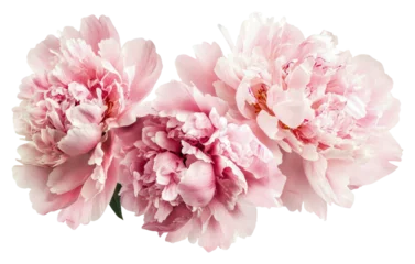 Blooming pink peonies create vibrance isolated on transparent background