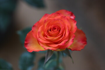 red and yellow mixed rose close up