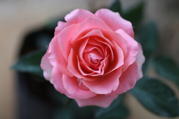 close up of a rose