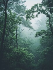 Obraz premium Foggy Forest Path in the Rain