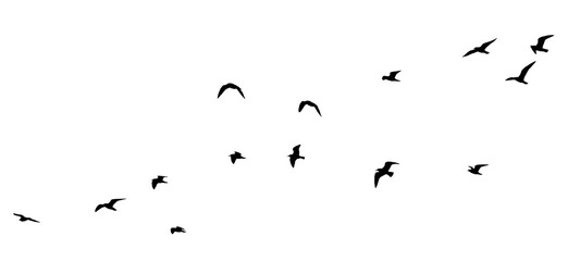 flock of birds silhouette isolated on transparent clear background	
