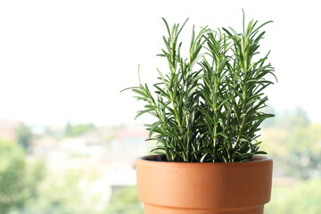 Rosemary plant growing in pot near window, space for text. Aromatic herb