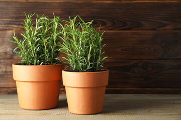 Rosemary plants growing in pots on wooden table, space for text. Aromatic herb