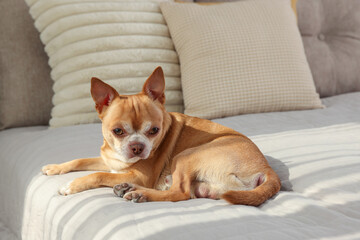 Cute Chihuahua dog on bed in room