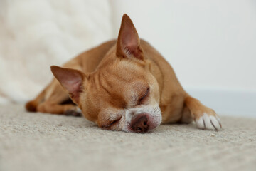 Cute chihuahua dog sleeping on soft rug indoors