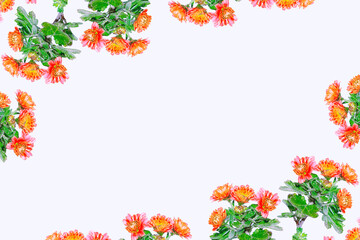 Obraz premium floral frame chrysanthemum. Beautiful flowers composition.
