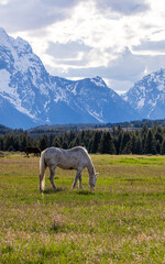 Obraz premium Tranquil Horse Grazing in Wyoming's Grand Teton Landscape