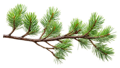 Obraz premium Fresh green pine branch with needles on display isolated on transparent background