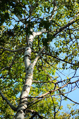 looking up at white paper birch tree bark and green leaf canopy with sunny sky
