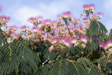 Flzeur d'Albizia	