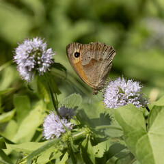 Papillon Myrtil ‘Maniola jurtina’