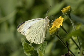 Pieris brassicae sur une fleur sauvage