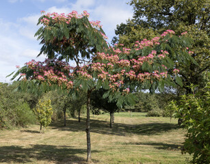 Albizia dans un jardin