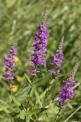 Lythrum salicaria