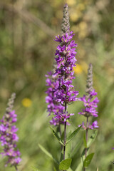 Lythrum salicaria