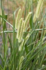 Setaria helvola