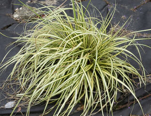 Carex oshimensis Evergold