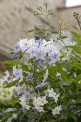 Solanum jasminoides	
